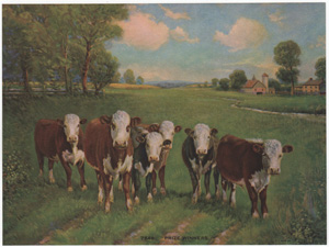 Vintage Calendar Art cows, cattle, livestock, farm life, etc.